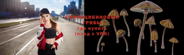 прущие грибы Гусиноозёрск